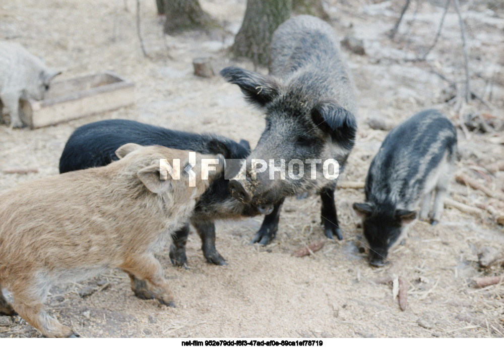Wild boars in Kursk region