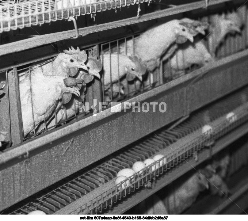 Tomilinsky poultry farm in Moscow region