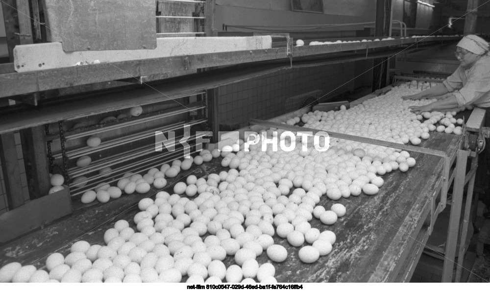 Tomilinsky poultry farm in Moscow region