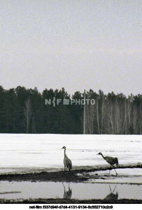 Природа Тюменской области
