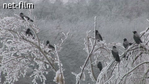 Фильм БИЛО. (2013)