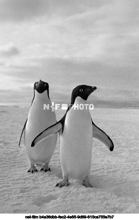 Природа Антарктиды