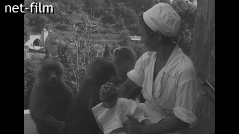 Киножурнал По СССР №9-1962 (1962)