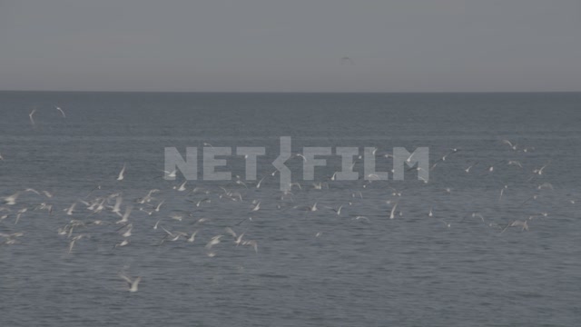 Стая чаек над морем