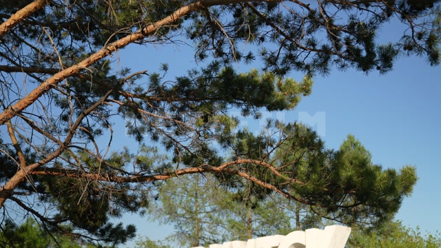 окрестности Иркутска, лето, день, сосны, панорама на большие белые буквы "Иркутск"