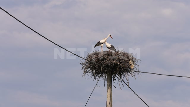 Belarus, nest on a pole, wires, two storks in the frame
