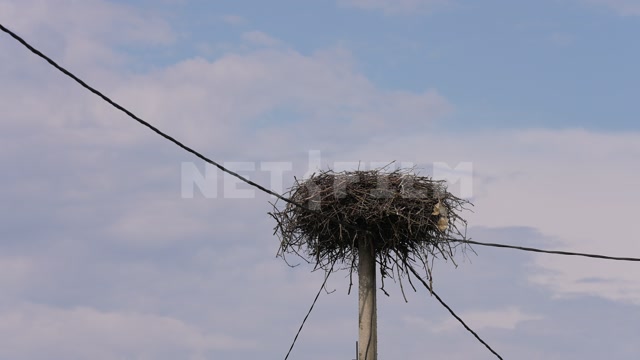 Belarus, nest on a pole, a stork arrives
