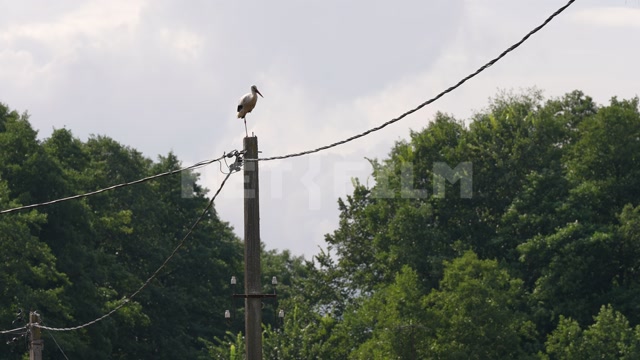 Belarus, summer, day, pole, wires, stork in frame