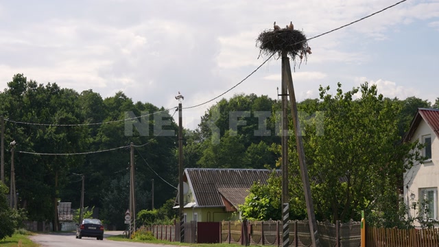 Belarus, village, summer, day, paved road, cars passing, nest on a pole, two storks in the frame