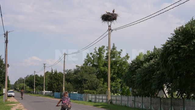 Belarus, village, summer, day, paved road, cyclists passing by, nest on a pole, two storks in the