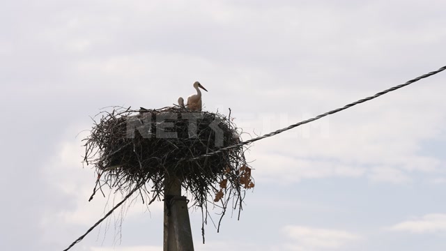 Belarus, nest on a pole, two storks in the frame