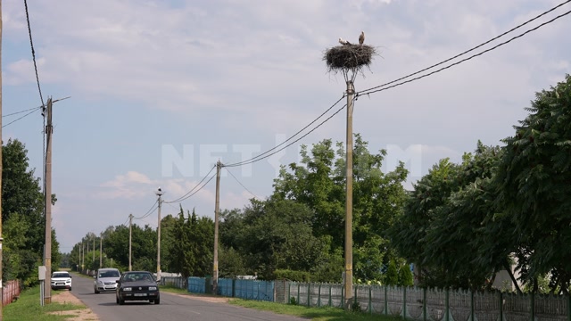 Belarus, village, summer, day, paved road, cars passing, nest on a pole, two storks in the frame