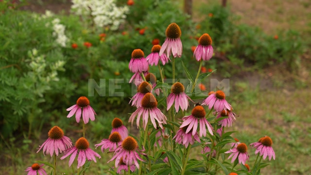 Belarus, rural landscape, nature, flowers