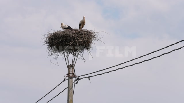 Belarus, nest on a pole, wires, two storks in the frame