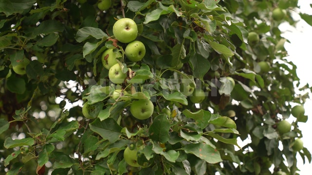 Belarus, summer, day, apples on an apple tree
