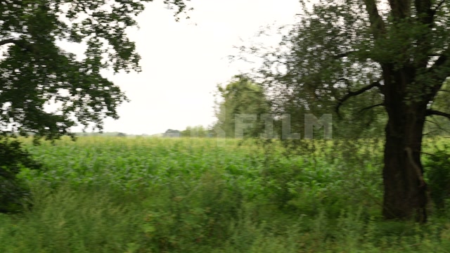 Belarus, summer, day, rural landscape, panorama of a country road