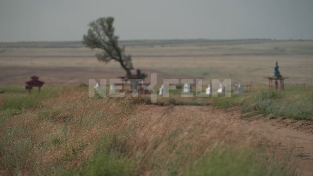 Kalmykia, steppe, wind, natural monument "Lonely Poplar with a Cascade of Springs"
