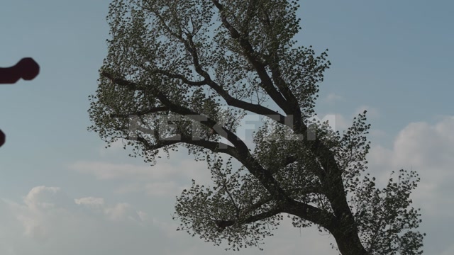 Kalmykia, steppe, natural monument "Lonely Poplar with a Cascade of Springs"