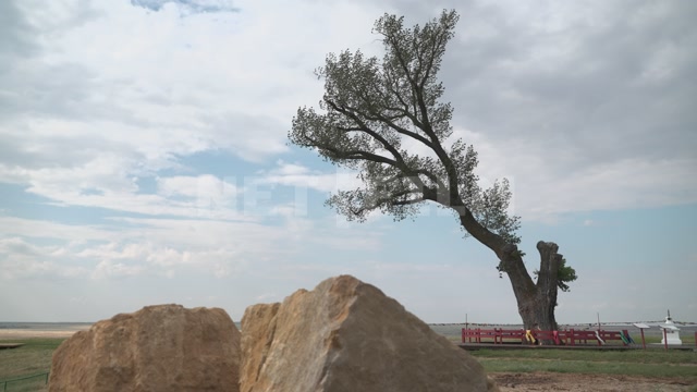 Kalmykia, steppe, natural monument "Lonely Poplar with a Cascade of Springs"