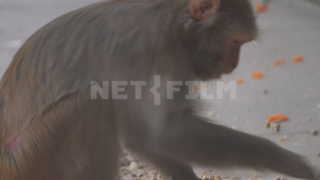 Вольер, в кадре обезьяна-мартышка