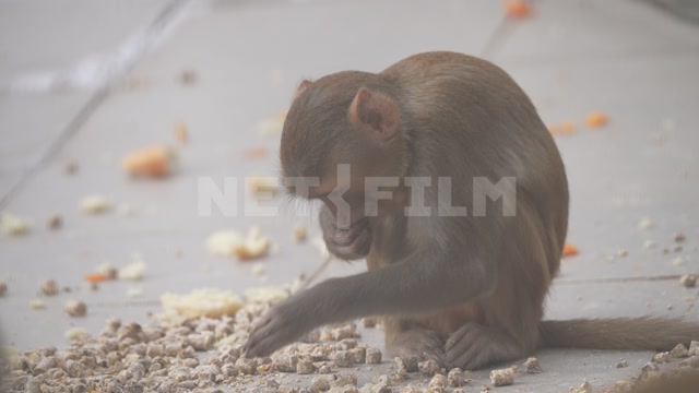 Вольер, в кадре обезьяны, мартышки