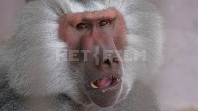 Вольер, в кадре обезьяна гамадрил