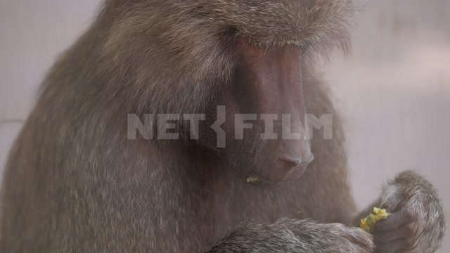 Вольер, в кадре обезьяна гамадрил