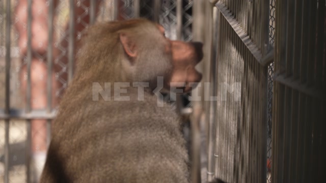 Вольер, в кадре обезьяна гамадрил. Посетители у вольера