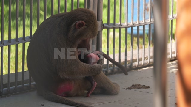 Сухумский обезьяний питомник. Вольер, в кадре семья гамадрилов
