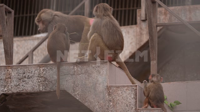 Абхазия, осень, день. Сухумский обезьяний питомник. Вольер, обезьяны, гамадрилы