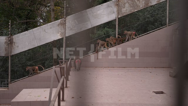 Абхазия, осень, день. Сухумский обезьяний питомник. Вольер, обезьяны, гамадрилы