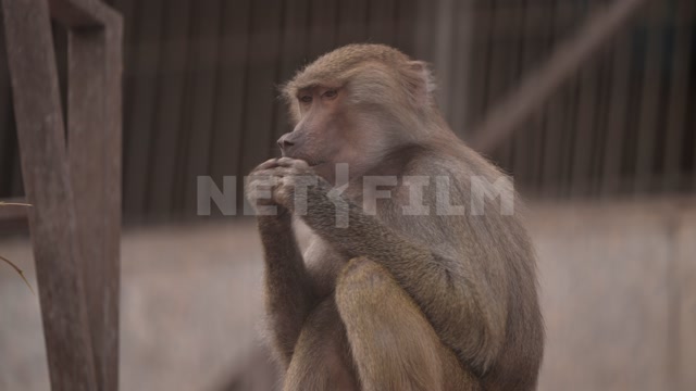 Абхазия, осень, день. Сухумский обезьяний питомник. Обезьяны. Гамадрил