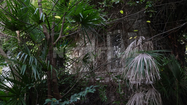 Абхазия, осень, день. Пальмы, старое здание, окно