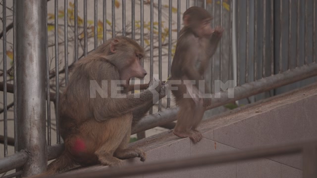 Абхазия, осень, день. Сухумский обезьяний питомник. Вольер, обезьяны, гамадрилы