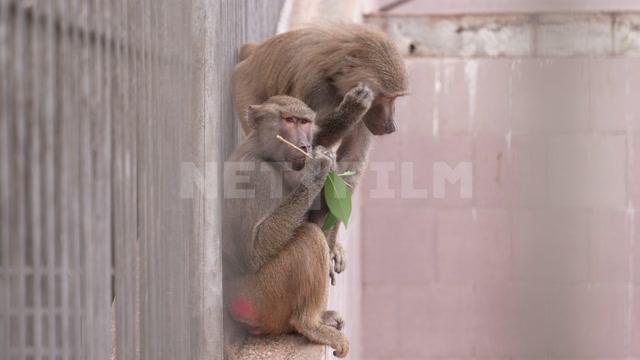 Абхазия, осень, день, Сухумский обезьяний питомник. Вольер, обезьяны, гамадрилы