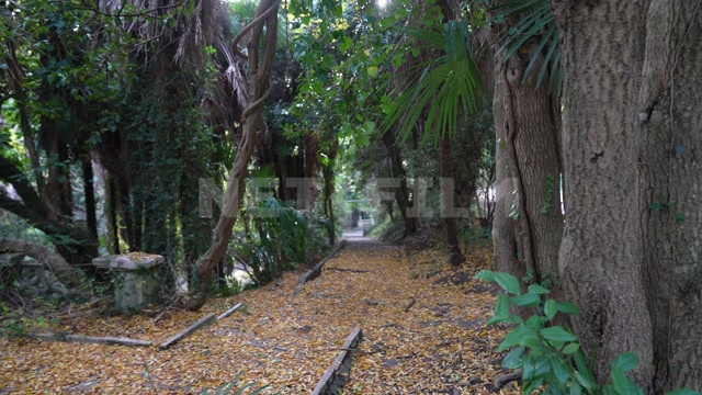 Абхазия, осень, день. Заброшенный парк, пальмы, деревья