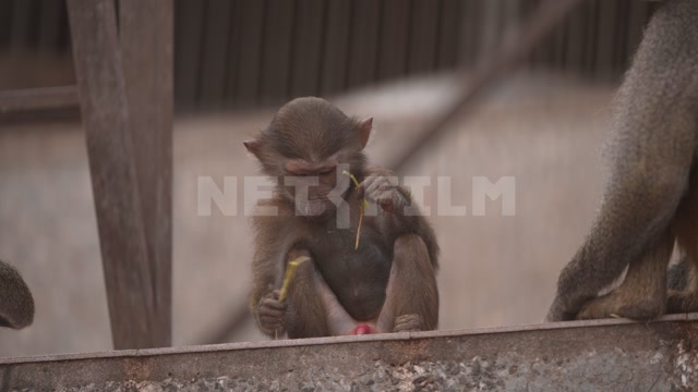 Абхазия, осень, день. Сухумский обезьяний питомник. Вольер, обезьяны, гамадрилы