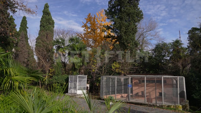 Абхазия, осень, день. Сухумский обезьяний питомник. Парк, вольеры, обезьяны