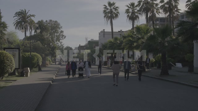 Abkhazia, Sukhum, summer, day. Palm trees, promenade. People strolling along the pedestrian street