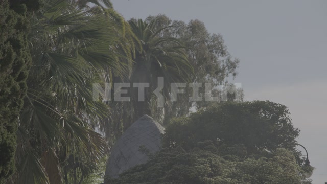 Abkhazia, Sukhum, summer, day, steam, fog, palm trees in the frame