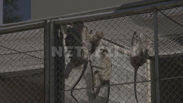Abkhazia, Sukhumi, monkey nursery. Monkeys in enclosures. Macaques