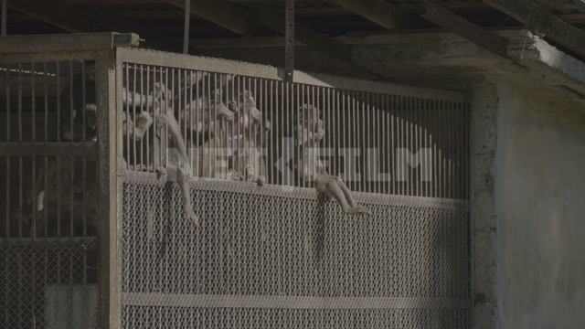 Abkhazia, Sukhumi, monkey nursery. Monkeys in enclosures. Macaques