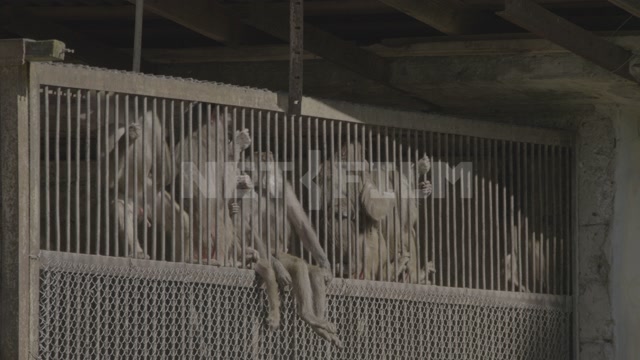 Abkhazia, Sukhumi, monkey nursery. Monkeys in enclosures. Macaques