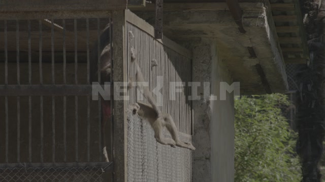 Abkhazia, Sukhumi, monkey nursery. Monkeys in enclosures. Macaques