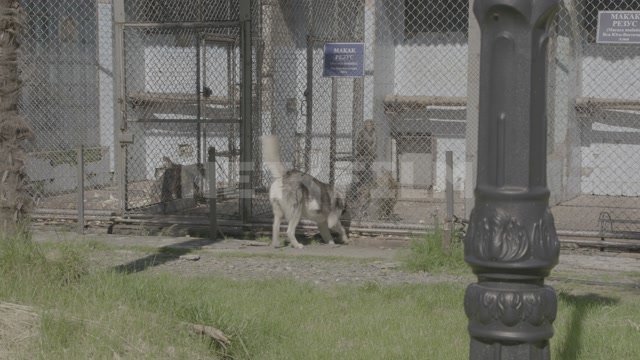 Abkhazia, Sukhumi, monkey nursery. Enclosures with monkeys. A dog runs along the enclosures