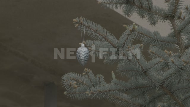 Abkhazia, Sukhum, a Christmas tree decoration hangs on a spruce branch
