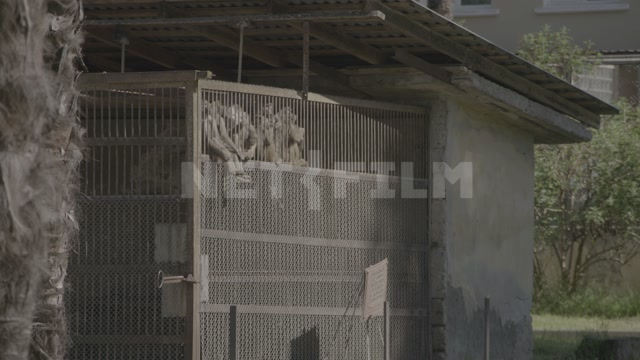 Abkhazia, Sukhumi, monkey nursery. Monkeys in enclosures. Macaques