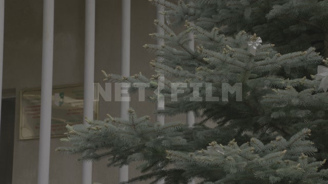 Abkhazia, Sukhum, a spruce tree with Christmas tree decorations, in the building of the research