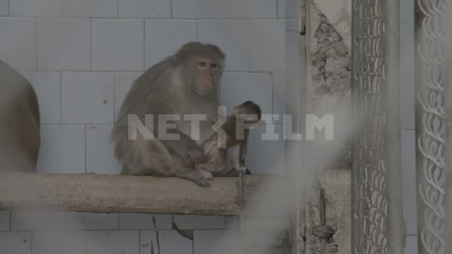Abkhazia, Sukhumi, monkey nursery. Monkeys in enclosures. A female with a baby. Macaques
