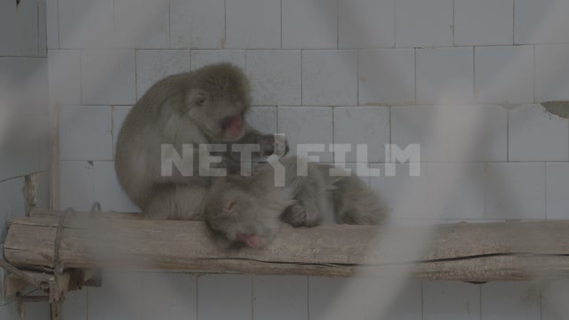 Abkhazia, Sukhumi, monkey nursery. Monkeys in enclosures. Macaques